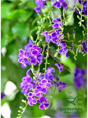 Mor Ağaç Menekşesi Duranda 1 Adet Saksılı 40-60 cm (Purple Duranta)