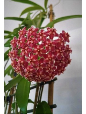 Videolu Kokulu Mum Çiçeği Kırmızı Kokulu 12-25 cm Saksıda(Hoya Carnosa)