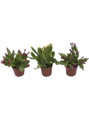 Garden Box Videolu Yılbaşı Çiçeği Karışık Renk 3 Adet Saksıda 10-15 cm İç Mekan Bitkisi (Schlumbergera Purple)