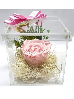 Çiçek Seli Pleksi Kapaklı Pembe Solmayan Gül (Xl) & Sevgiliye, Anneye Hediye Ekvator Gülü Dekoratif Obje Biblo