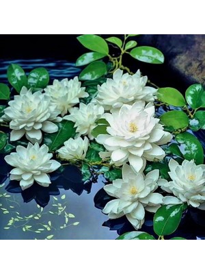 Köy Tohumları 10 Adet Tohum Nadir Bulunan Beyaz Kutsal Kase Lotus Çiçeği Tohumu Asya Nilüfer Su Çiçeği