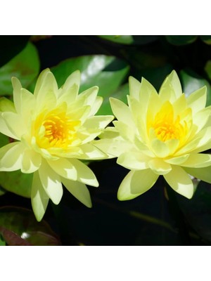 Köy Tohumları 5 Adet Tohum Kutsal Sarı Renkli Kase Lotus Çiçeği Asya Nilüfer Çiçekleri Hediye Tohumlu