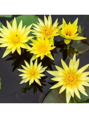 Köy Tohumları 10 Adet Tohum Sarı Kutsal Kase Lotus Çiçeği Tohumu Nilüfer Lotus