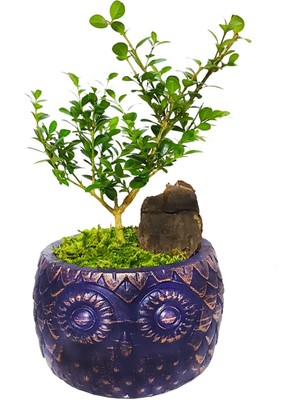 Çiçek Seli Navy Blue Buxus Bonsai & Seramik Baykuş Desenli Saksı & Hediye Salon Cicegi & 20-25 cm