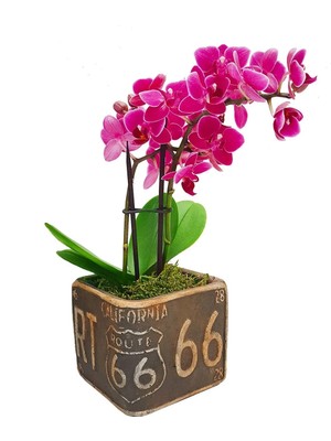 Çiçek Seli Mini Mor Orkide Ithal Kare Seramik California Baskılı Saksıda Canlı Bitki Hediye &25-30CM