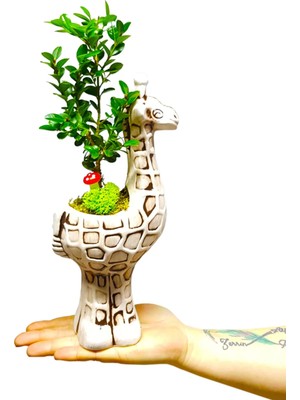 Çiçek Seli Buxus Bonsai & El Yapımı Seramik Zürafa Saksıda Iç Mekan Bitkileri Dekor Ev Bitkisi 20-25 cm
