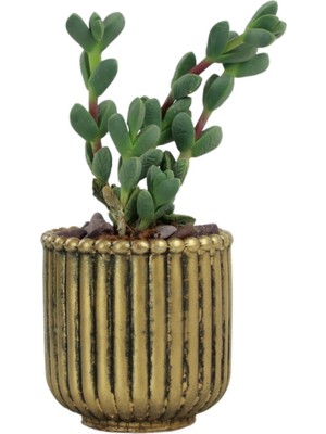 Mini Çiçek Saksı Küçük Sukulent Altın Eskitme Kaktüs Saksısı Vintage Düz Çizgili Model