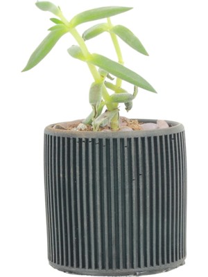 Mini Çiçek Saksı Küçük Sukulent Siyah Kaktüs Saksısı Düz Ince Çizgili Model