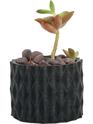 Mini Çiçek Saksı Küçük Sukulent Siyah Kaktüs Saksısı Baklava Çizgili Model