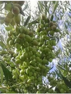 Gemlik(Trilye) Ağacı Fidanı (Büyük Boy)