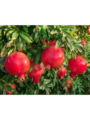 Hicaz Nar Ağacı Fidanı