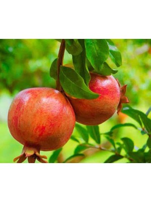 Katırbaşı Nar Ağacı Fidanı (Tüplü Aşılı)