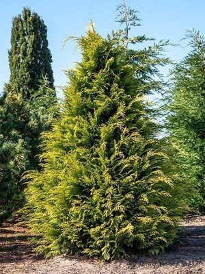 Sarı Leylandi Cupressocyparis Leylandii Gold Rider 30 40 cm Saksıda
