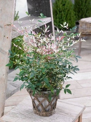 Alacalı Cennet Bambusu Nandina Domestica Twilight Saksıda