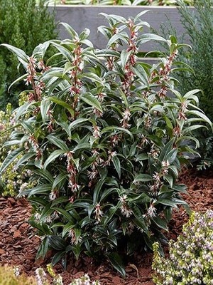 Parfüm Kutusu Çiçeği Sarcococca Hookeriana 20 40 cm Saksıda