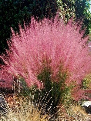 Pamuk Şekeri Çimi Pembe Muhlenbergia Capillaris Pink Muhly Saksıda