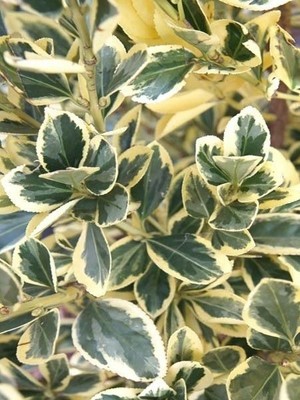 Taflan Bitkisi Yuvarlak Yapraklı Alacalı Euonymus Japonicus Bravo 20 cm