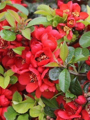 Kırmızı Çiçekli Bahar Dalı Chaenomeles Japonica Sargentii 20 40 cm Saksıda