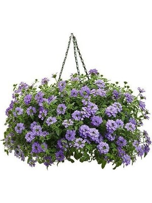 Fidanistanbul Mine Çiçeği Mor Renk Çiçek Tohumu