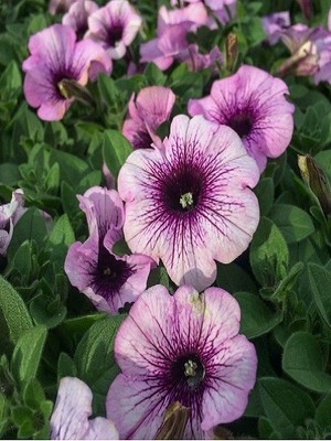 Fidanistanbul Petunya Çiçeği Mor Renk Çiçek Tohumu