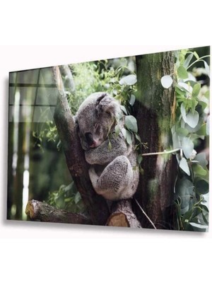 Koala Cam Tablo 4mm Dayanıklı Temperli Cam