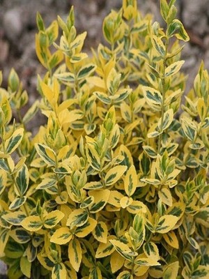 Altuni Taflan Fidanı Euonymus Emerald Gaiety Saksıda