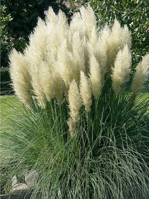 Saz Püskülü Pampas Otu Cortaderia Selloana Pumila Saksıda
