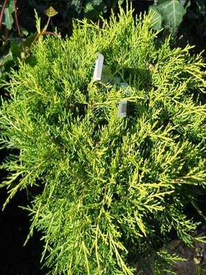 Sarı Ardıç Juniperus Media Old Gold 20 40 cm Saksıda