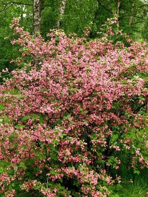 Pembe Çiçekli Gelin Tacı Fidanı Weigela Floribunda Rosea 20 cm