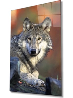 Kurt Hayvan Portresi Cam Tablo, Ev ve Ofis Duvar Dekoru, Hediyelik Büyük Temperli 4 mm Cam Tablo