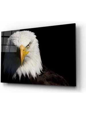 Marsilyan- Kartal Hayvan  Cam Tablo