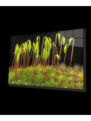 Marsilyan- Yeşil Bitkiler Cam Tablo   Green Plants