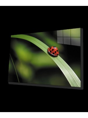 Marsilyan- Uğur Böceği Yeşil Yaprak Cam Tablo