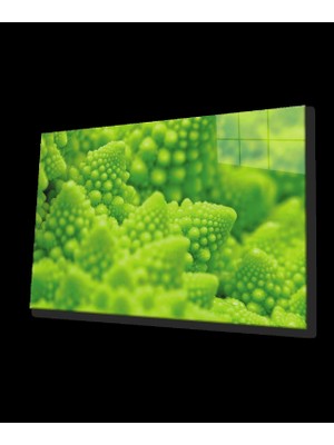 Marsilyan- Yeşil Bitki Green Plant