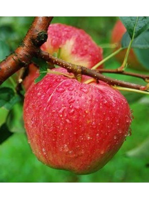 Fuji Kuki Elma Ağacı Fidanı