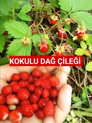 Nutyen 10 Adet Karadeniz Kokulu Yabani Dağ Çileği Fidesi Açık Köklü (10-20 Cm)