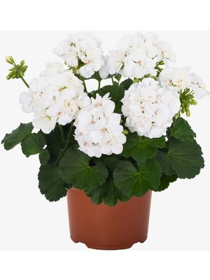 Thebestonline Beyaz Sardunya Çiçeği, Canlı Bitki