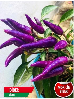 Aksaray Tohumculuk Mor Cin Biber Tohumu 1 gr Tohum