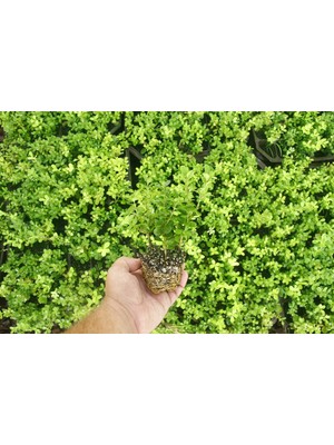 Tunç Botanik ŞİMŞİR FİDESİ 45 ADET