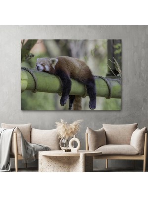 Marsilyan- Kırmızı Panda Dekoratif Kanvas Tablo 1140