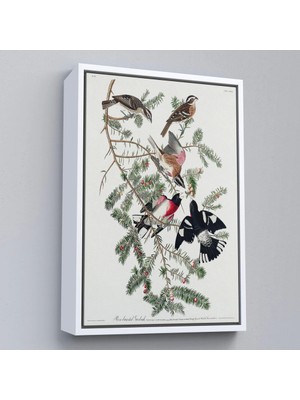Marsilyan- Çerçeveli John James Audubon - Gül Göğüslü Kocabaş Tablo - Rose-Breasted GROSBEAK-8043