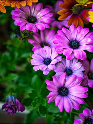 Garden Box Videolu Eflatun Rengi Bodrum Papatyası 1 Adet Saksılı 20-40 cm Salon Bitkisi (Osteospermum Ecklonis)