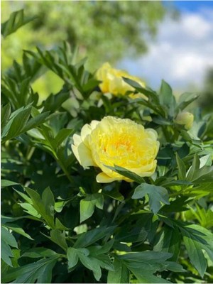 Garden Box Videolu Sarı Şakayık Çiçeği Fidanı 20-30 cm Saksılı Çiçekli Bodur Bitkiler Yellow Paeoniaceae