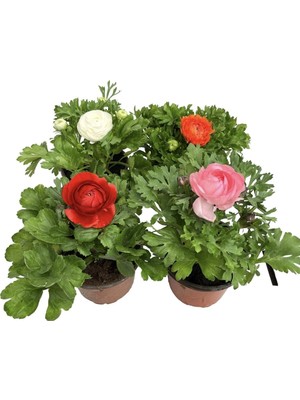 Garden Box Videolu Şakayık Çiçeği Kırmızı- Pembe- Turuncu-Beyaz 4 Adet Saksılı 20-30 cm (Paeonia)