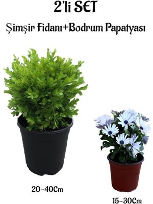 Garden Box Çalı Şimşiri Fidanı+Beyaz Bodrum Papatyası 2'li Set Peyzaj Bitki Seti