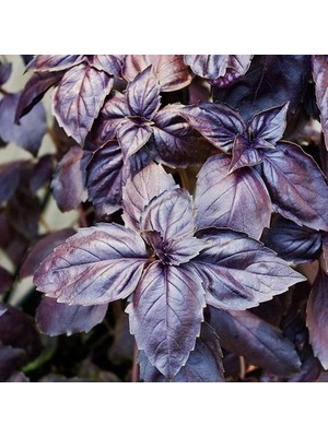 Aksaray Tohumculuk Mor Reyhan Tohumu 150 Adet Tohum