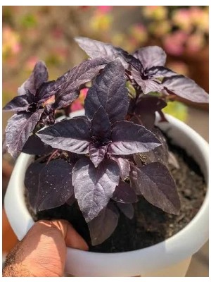 Aksaray Tohumculuk Mor Fesleğen Tohumu 2 gr Tohum