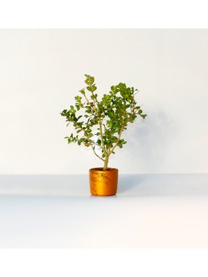 TNC Garden Groups Bonsai Buxus (Şimşir Bonsai) 20–25 cm | Canlı Dekoratif Bonsai |