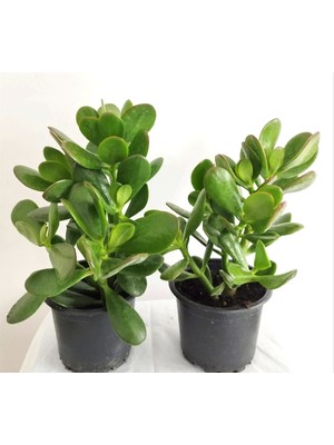 2 Adet Para Sukulenti (Crassula Ovata) Bonsai Yeşim Bitkisi Para Ağacı Şans Bereket Bitkisi