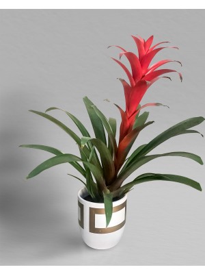 Armoni Çiçek Evi Seramik Saksıda Guzmanya